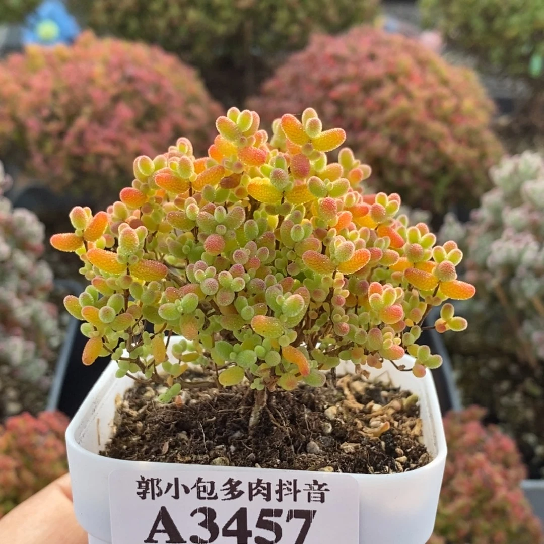 I***蜜橘糖球3457枝干番杏