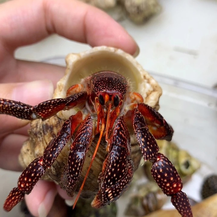 a42，黑霉2.2 口福利