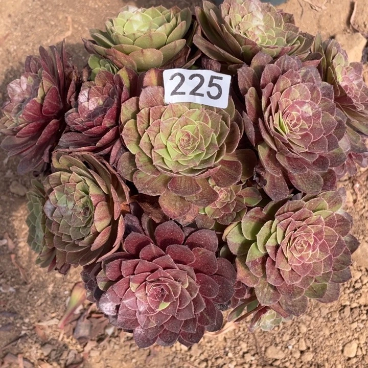 无花朵225多肉植物花月夜