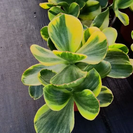 青梅白覆轮锦包菜家里的