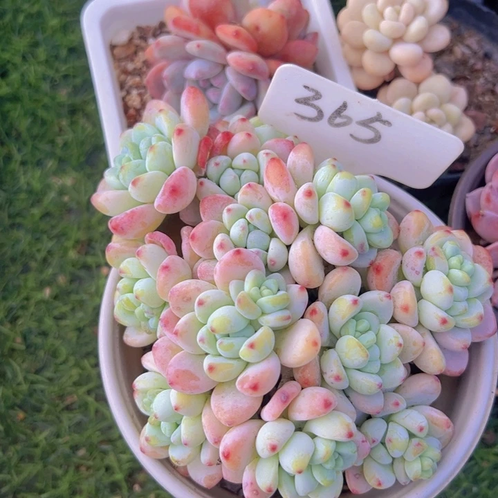 ，健健康康平平安安