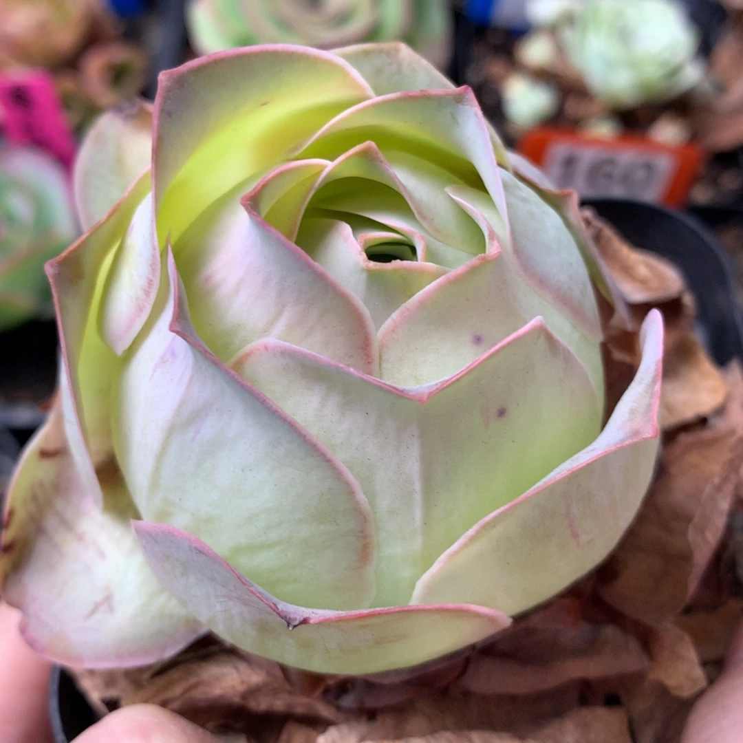 一物一拍星辰福利566