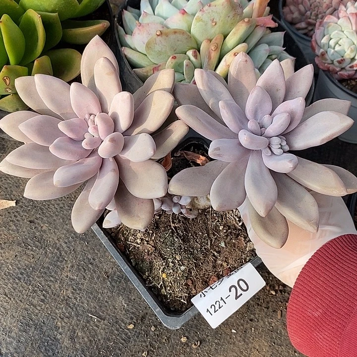 小七夕多肉美人20