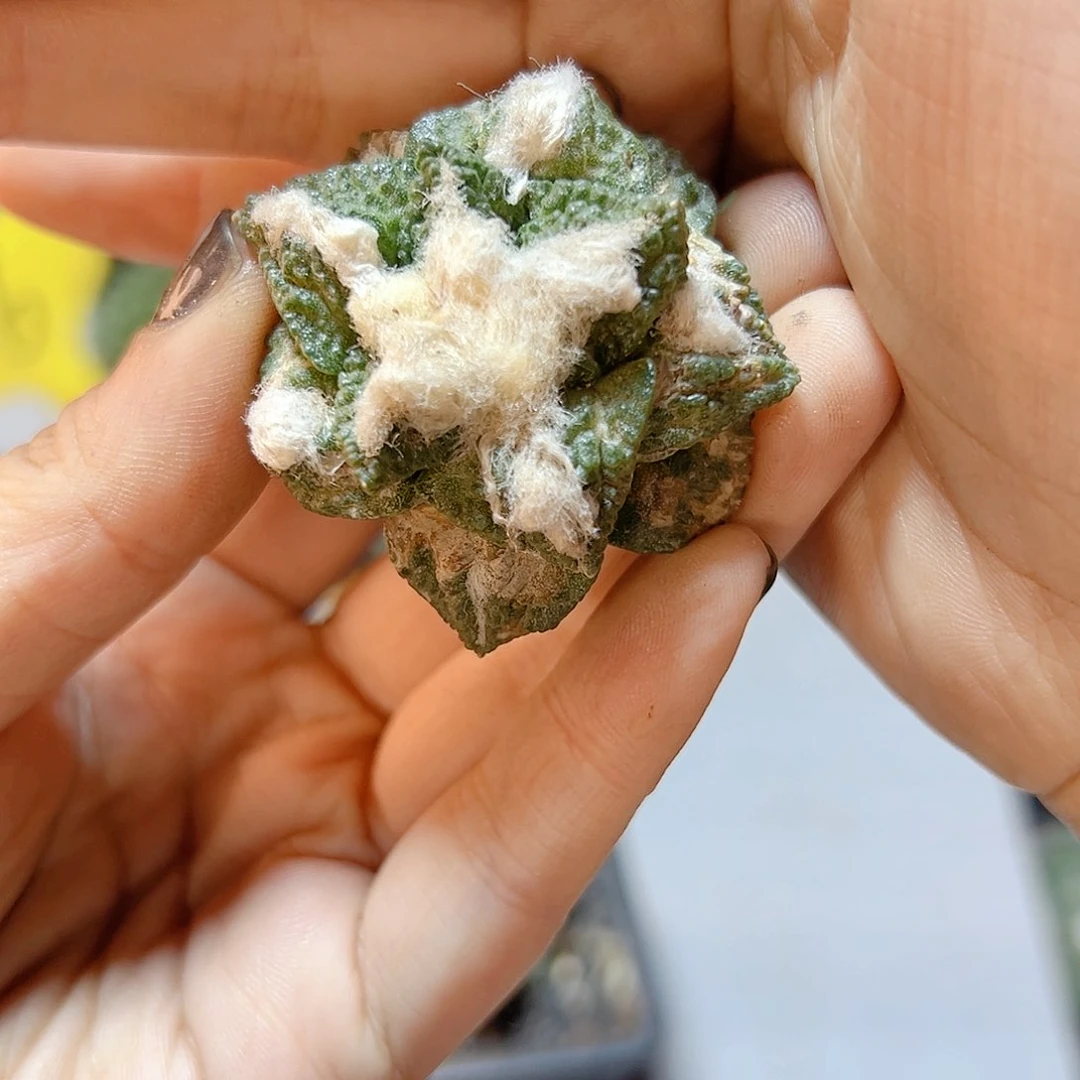 21号自根福利龟甲小瑕疵3.8公分