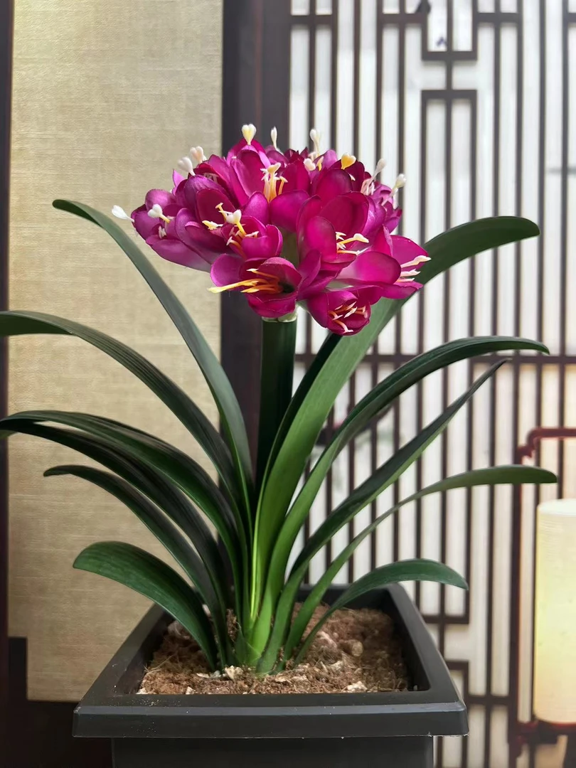 9[贵妃紫]紫色异花君子兰   客厅阳台书房 高端绿植