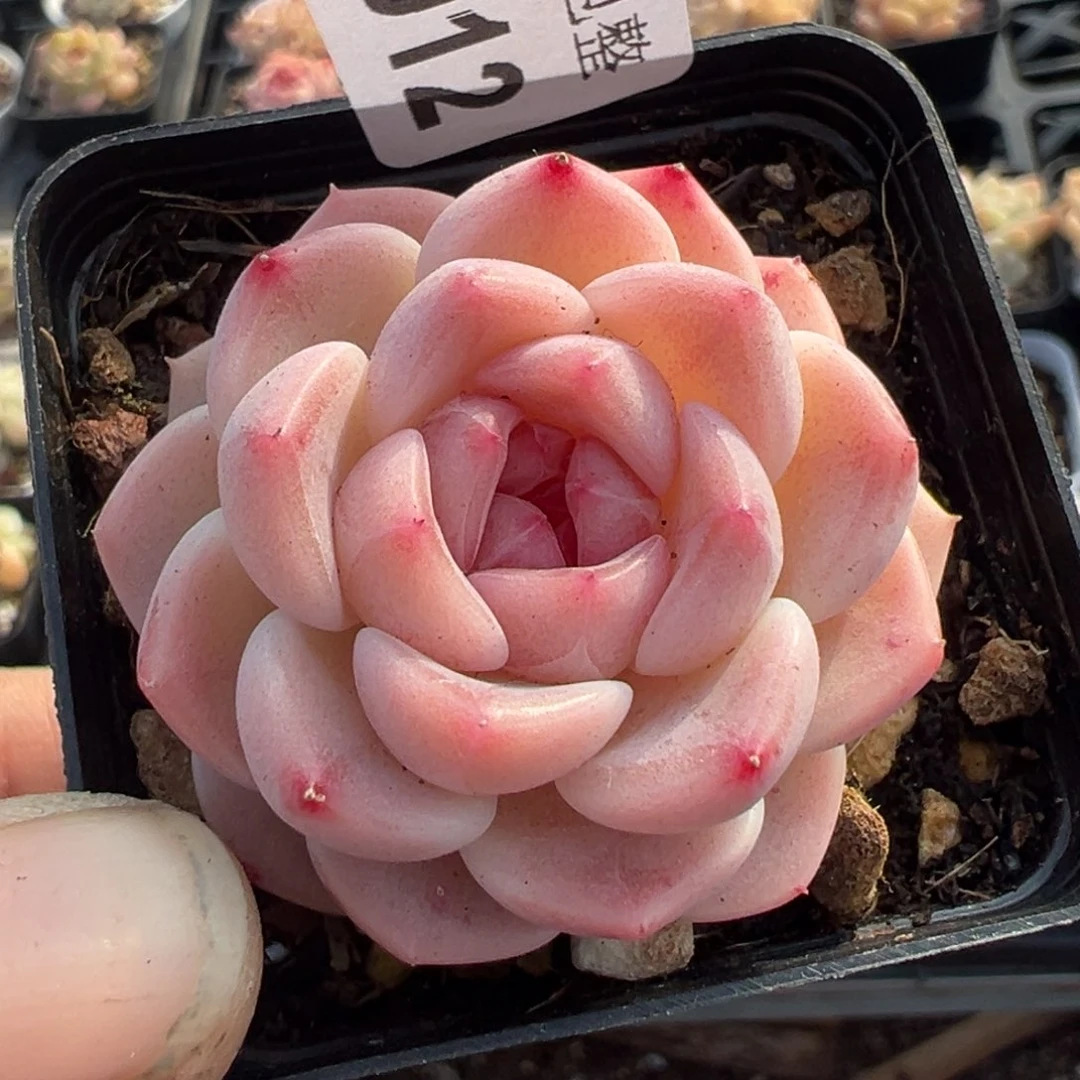 小卡拉米糖心一物一拍5-12