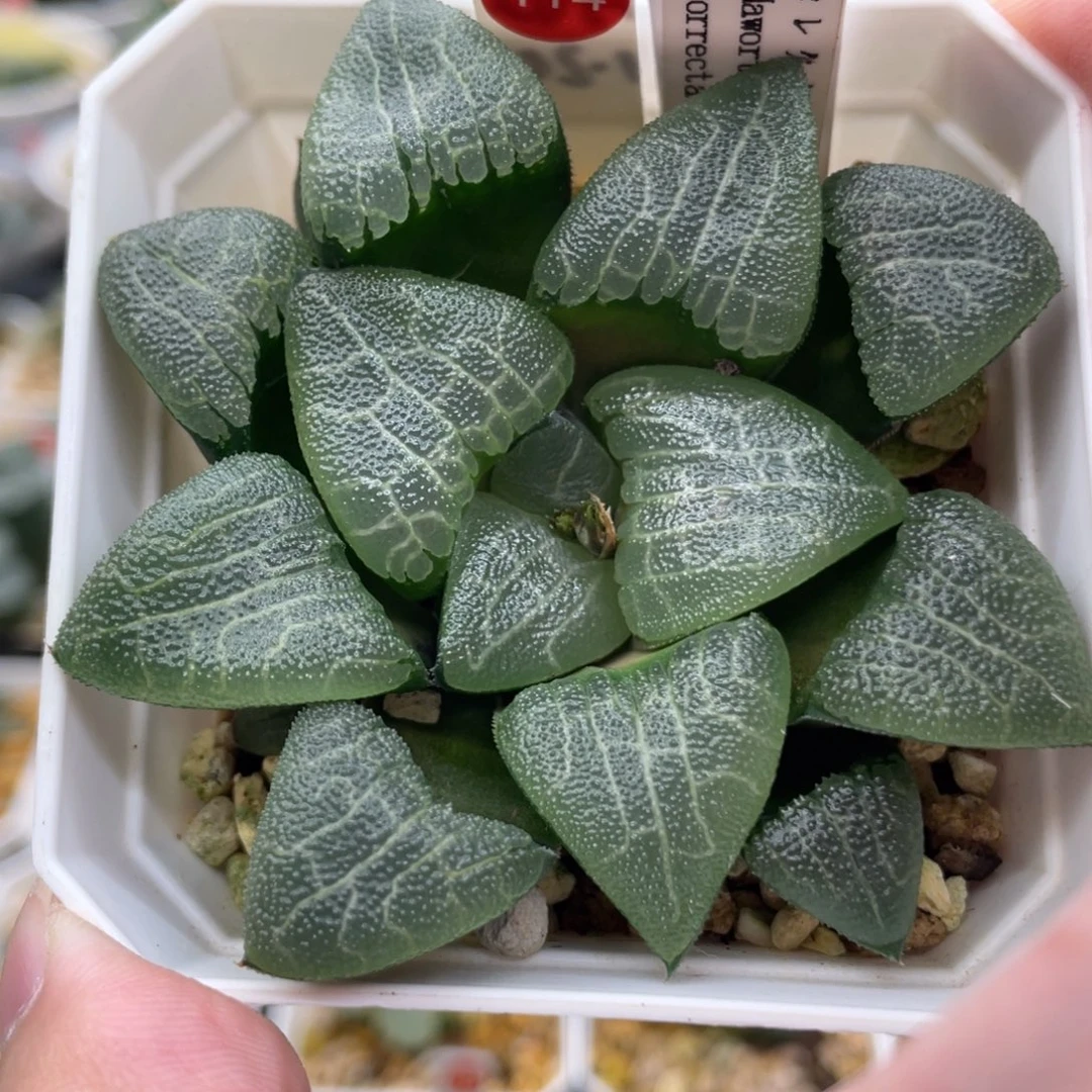 小蔡的菜园114蝶影 脱土发货