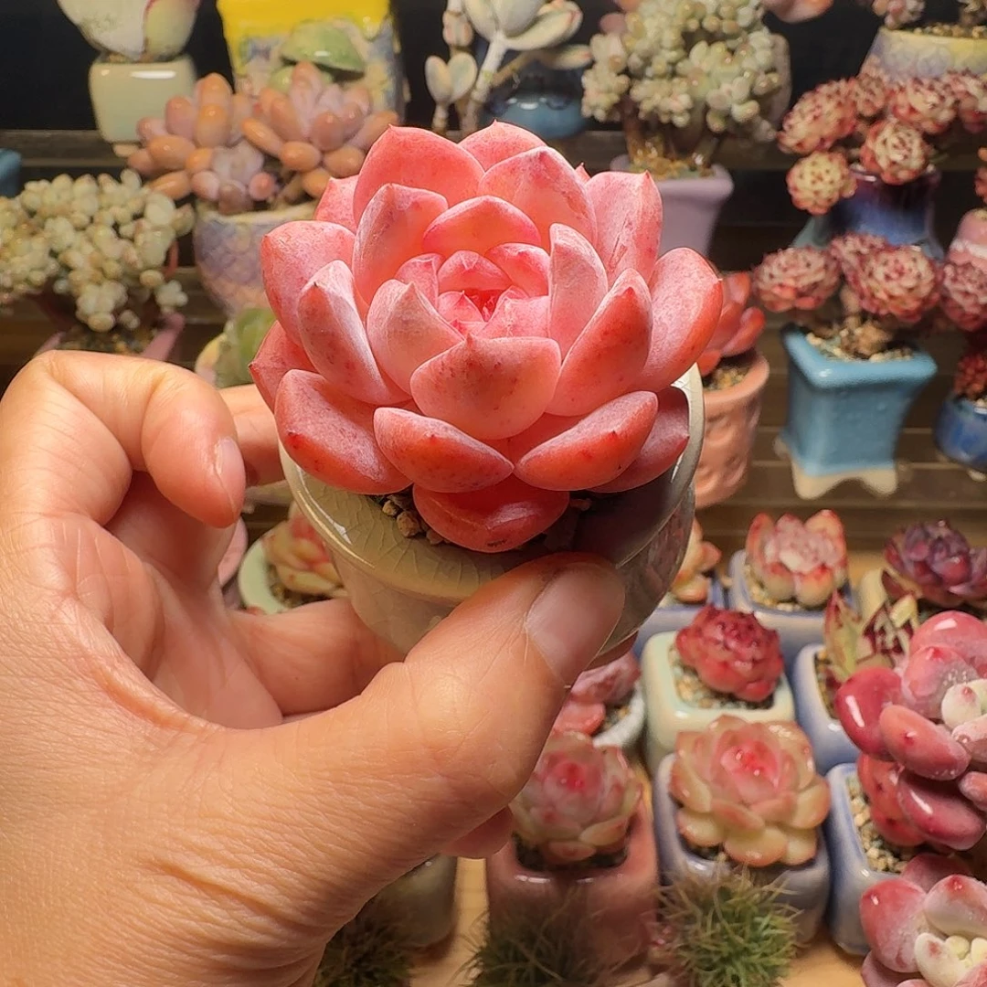 不知火 多肉含盆土 一物一拍