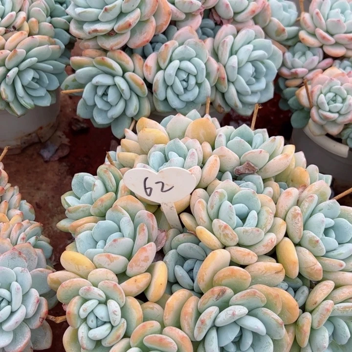 62冷香平平安安健健康康