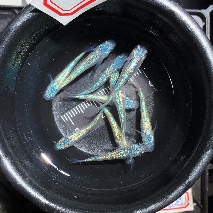 青鳉鱼鱼鱼鱼鱼鱼鱼