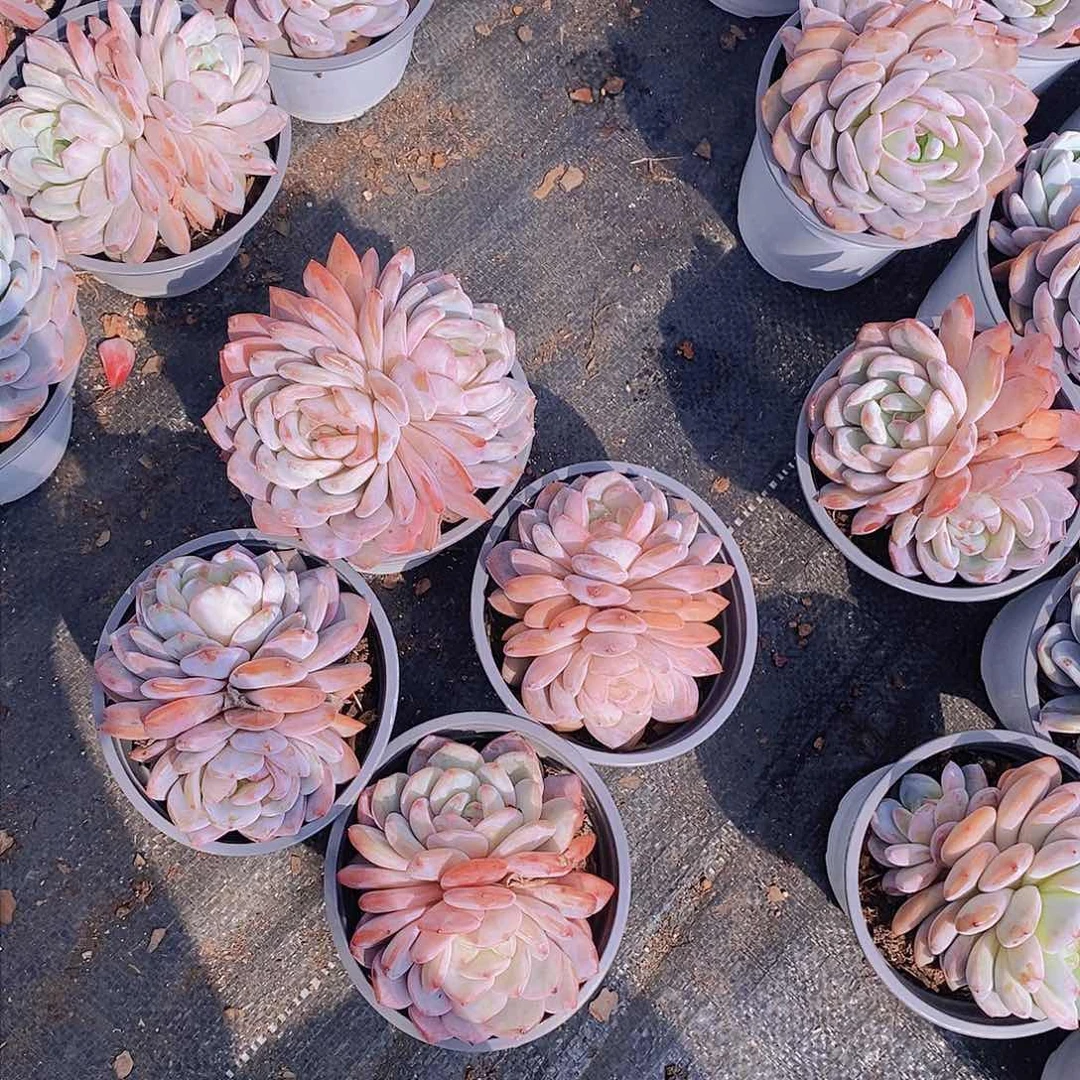 阳**露4 颗状态橙梦露