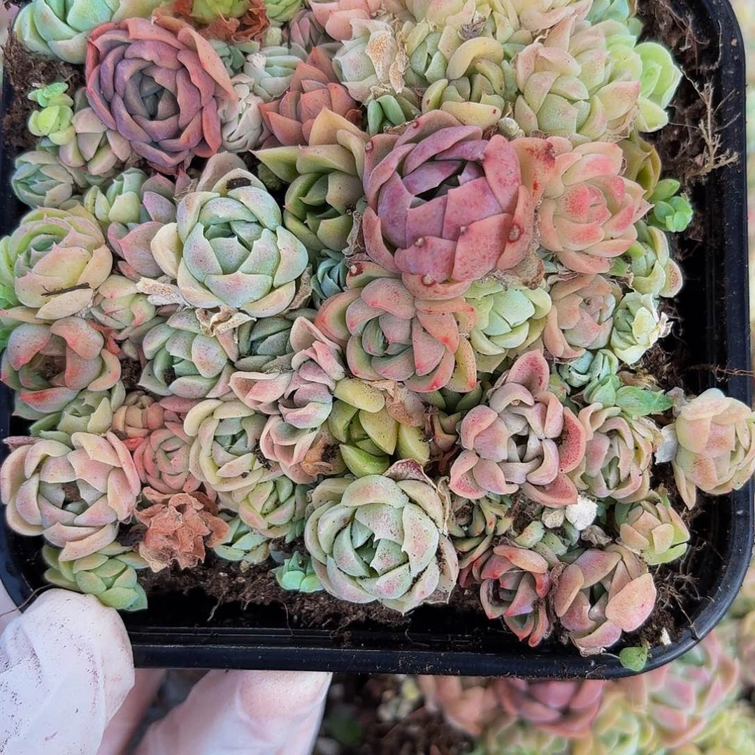 多肉植物多肉植物785