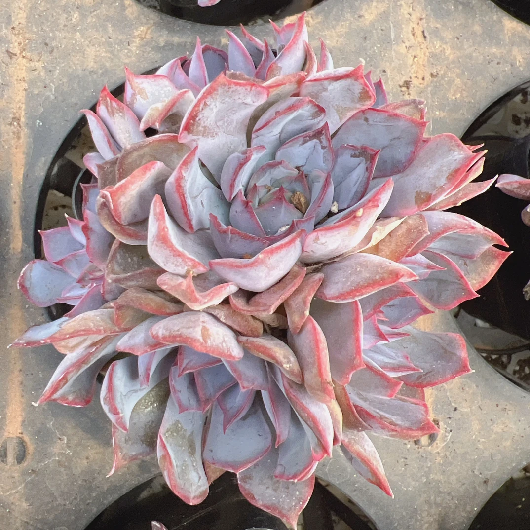 4-6头暗冰群70#多肉