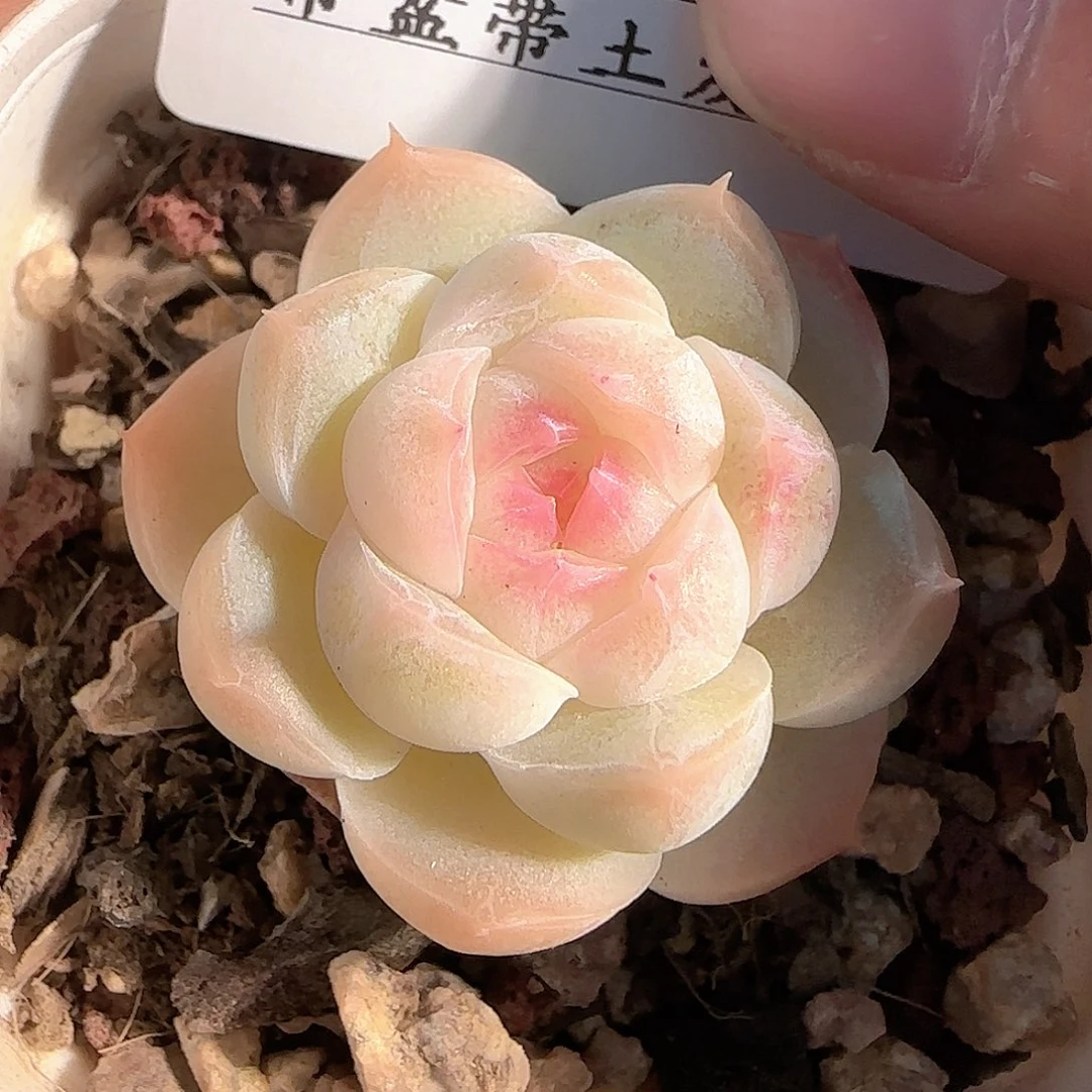 多肉1211-56福利福利