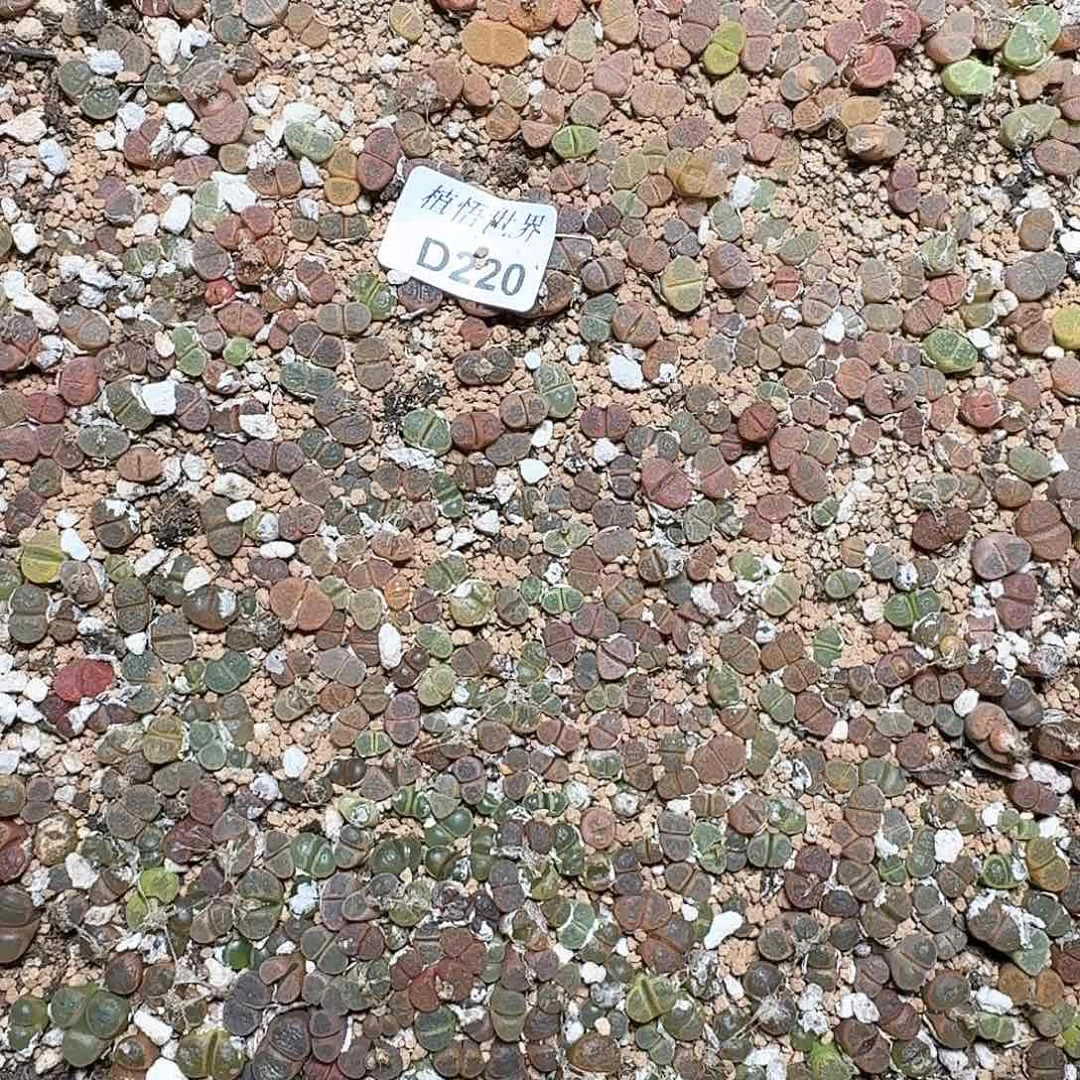 220盒多肉植物哇f g g