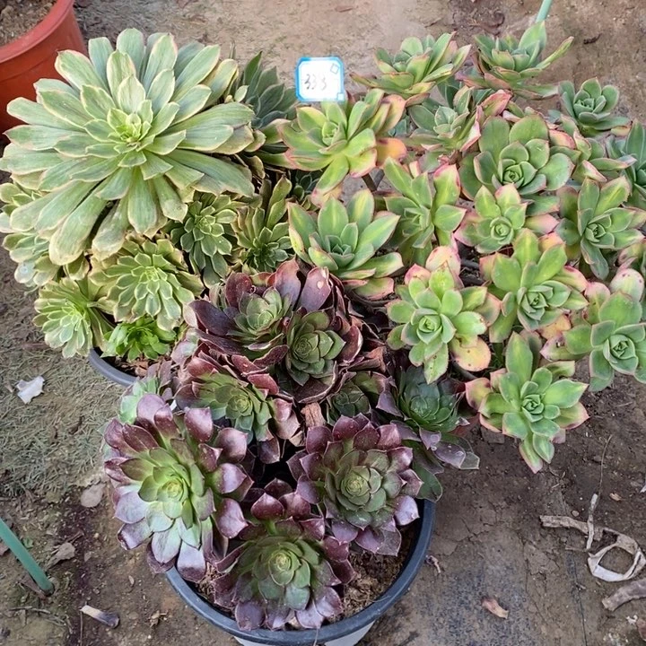 福**朵338粉黛，星爆，赤艳莲多肉