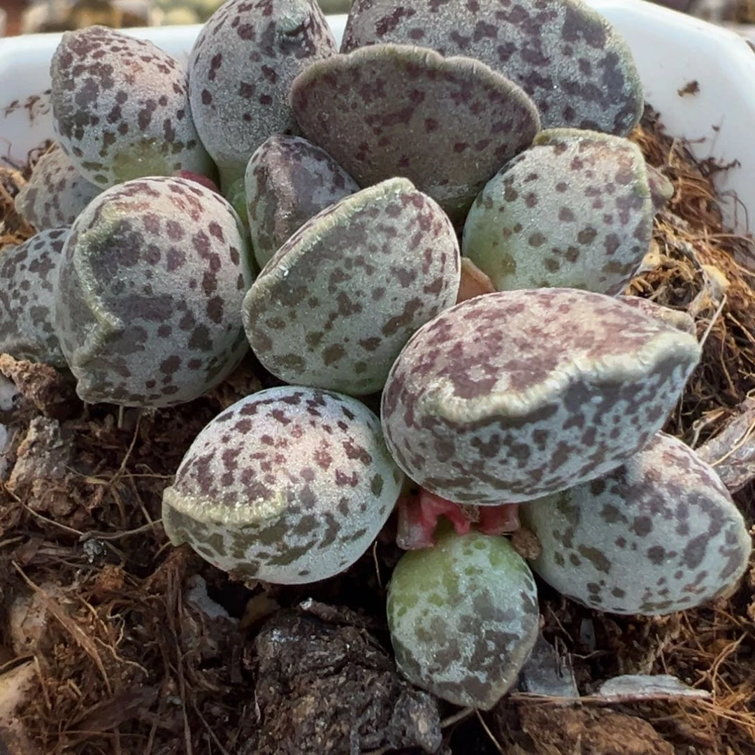 达摩海豹多头纯木质桩多肉植物水泡