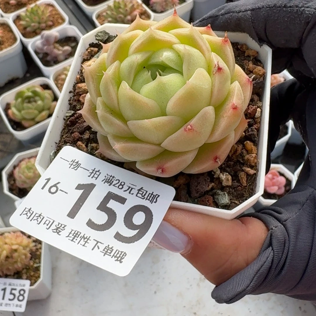 阿祖无盆土发货无盆土发货无