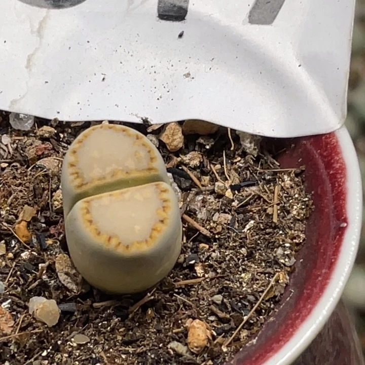 完全开放817黄绿饼干带盆