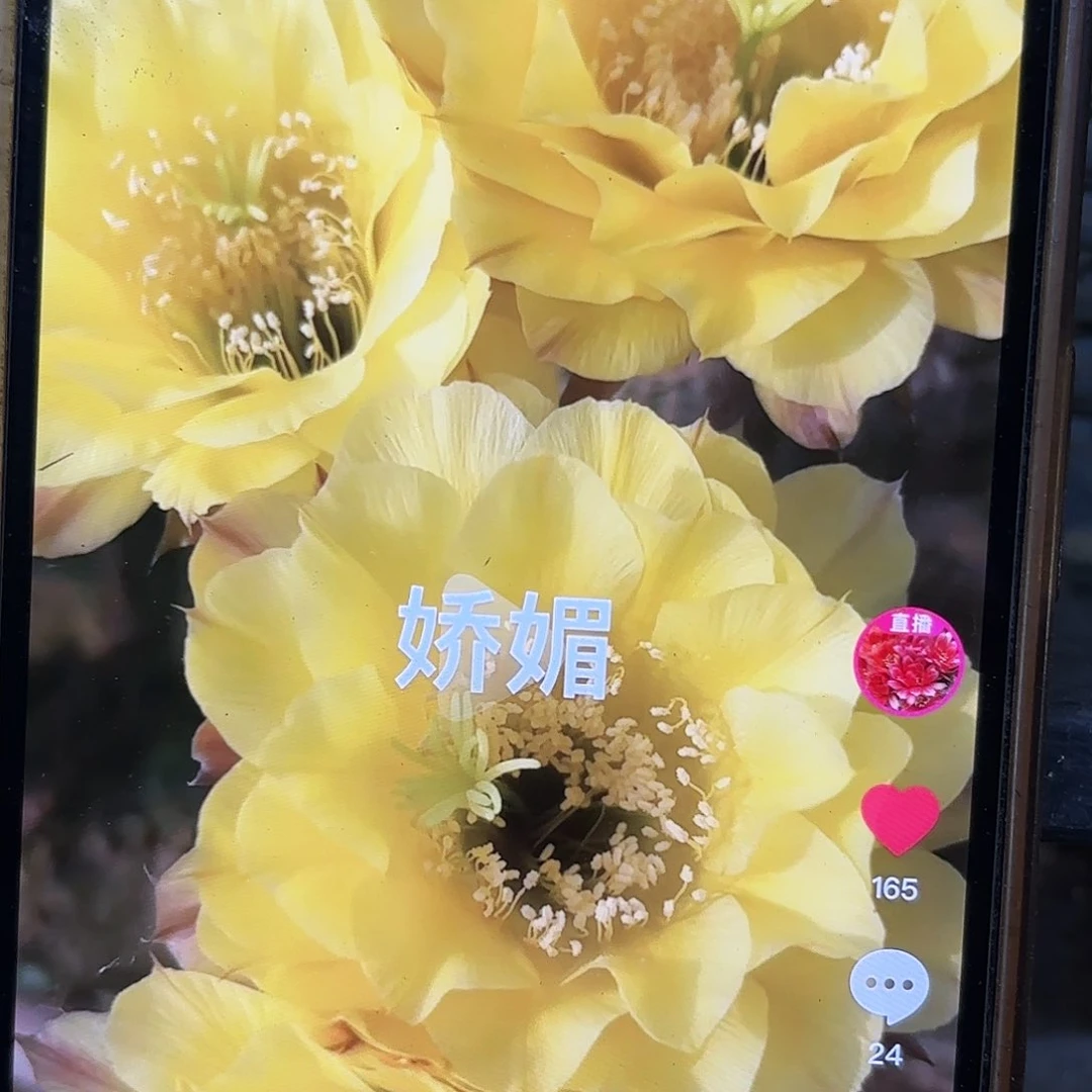娇媚彩侧牙20包邮14