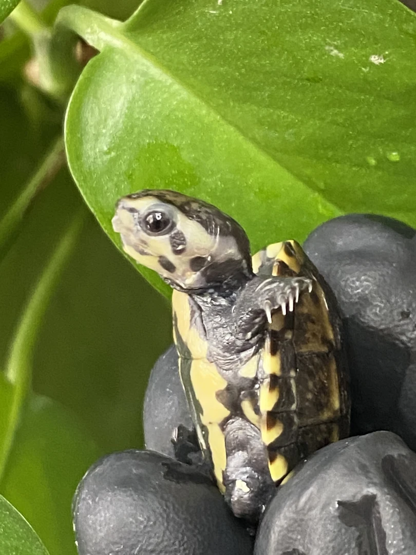 头盔果核剃刀蛋龟宠物活体耐活好养家养可爱长寿乌龟