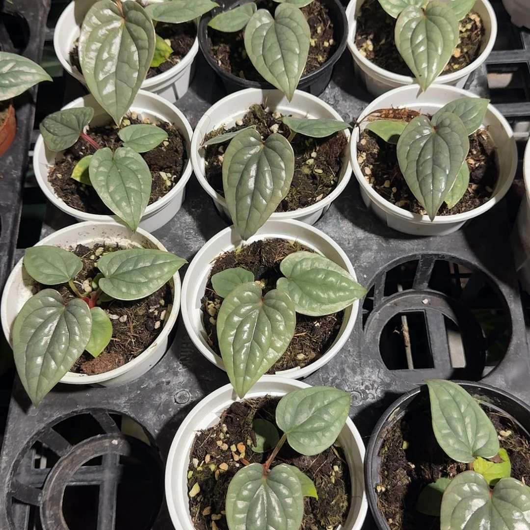 完全开放籽播奢华随机发