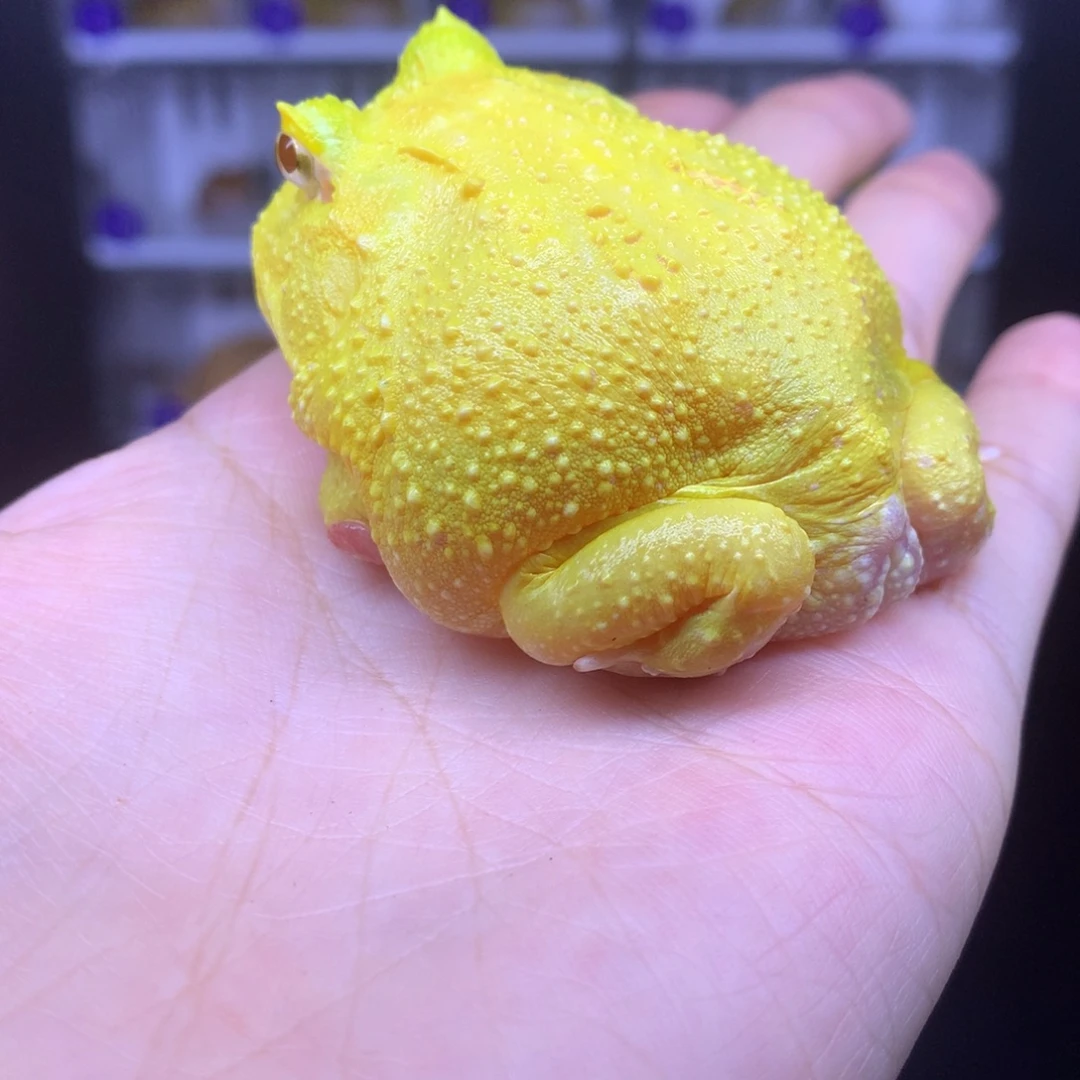 角蛙微瑕超皮不退不换