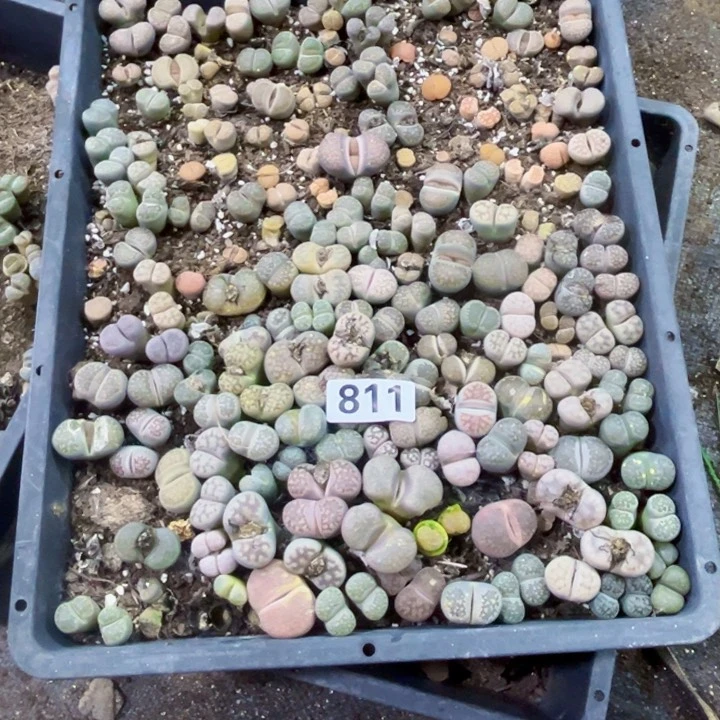811 生石花一物一图如图带框