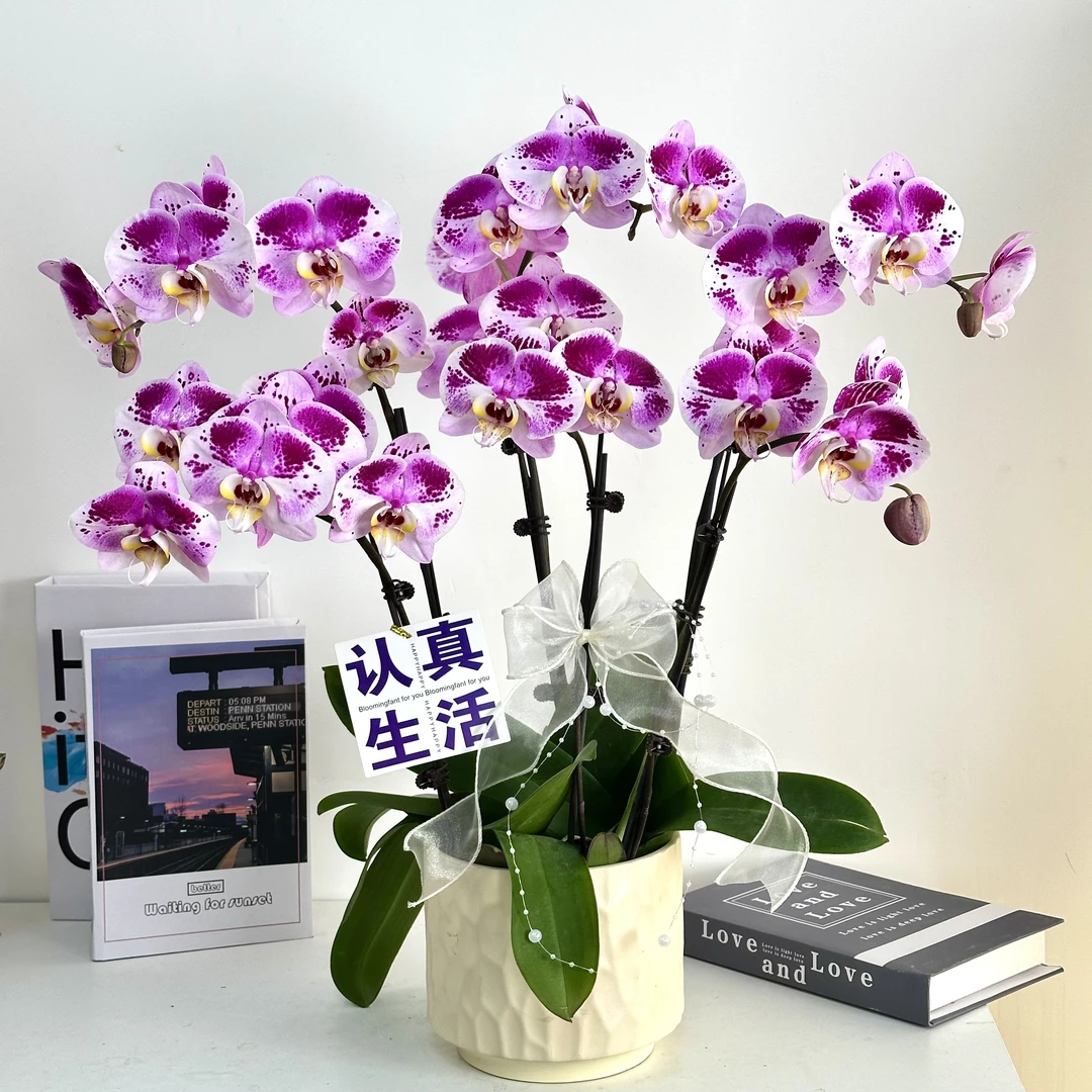 【巴塞罗那】蝴蝶兰鲜花精致组盆 开花株 室内绿植 养兰基地直发