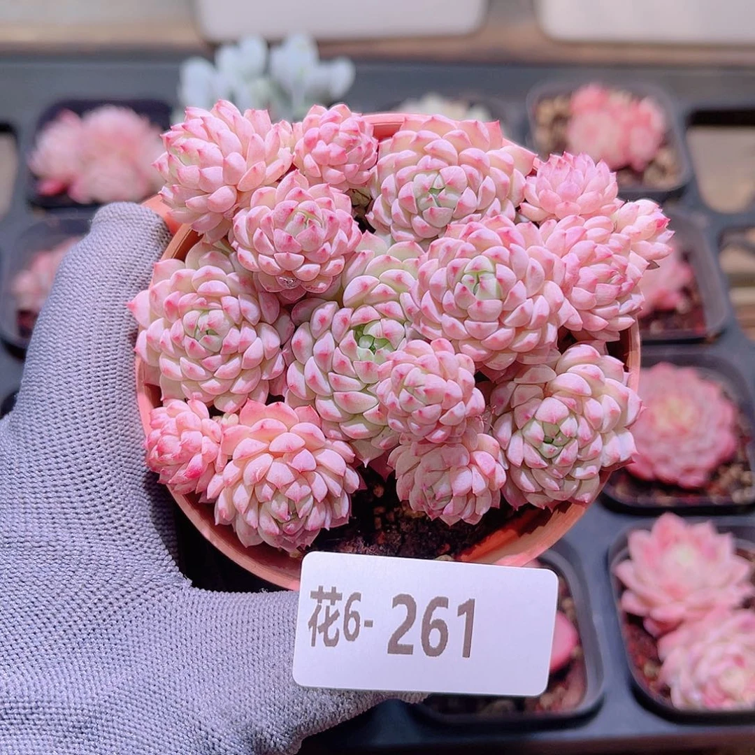 花06-261小粉莓群生