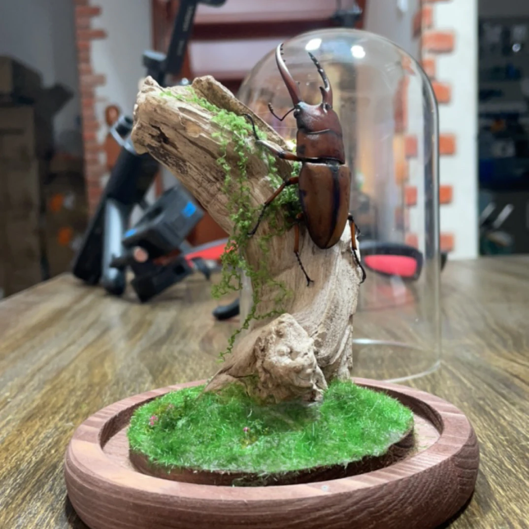 生态甲虫独角仙两点赤锹甲标本艺术微景观桌面展示手工创意礼物
