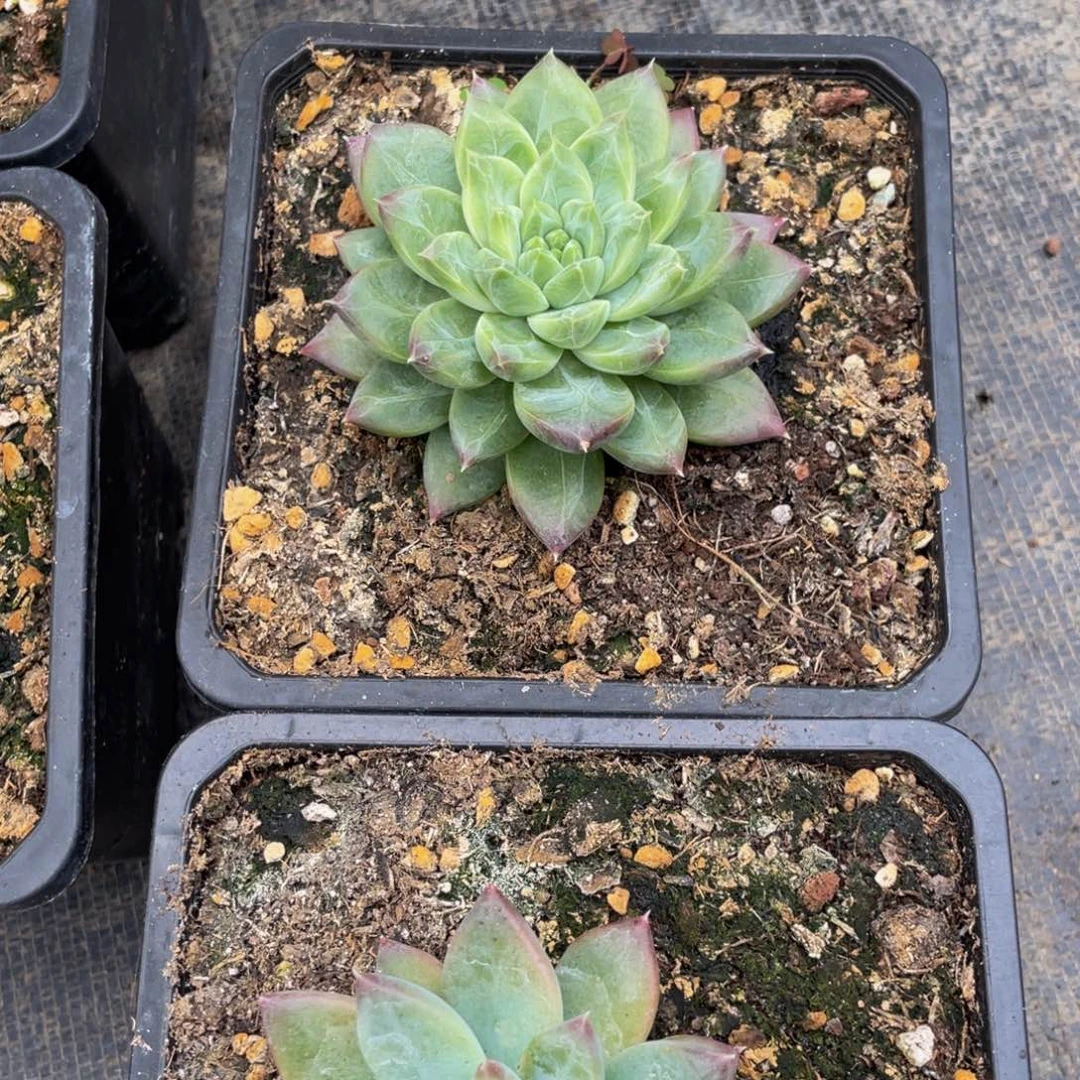 鱼****好看的多肉植物个体