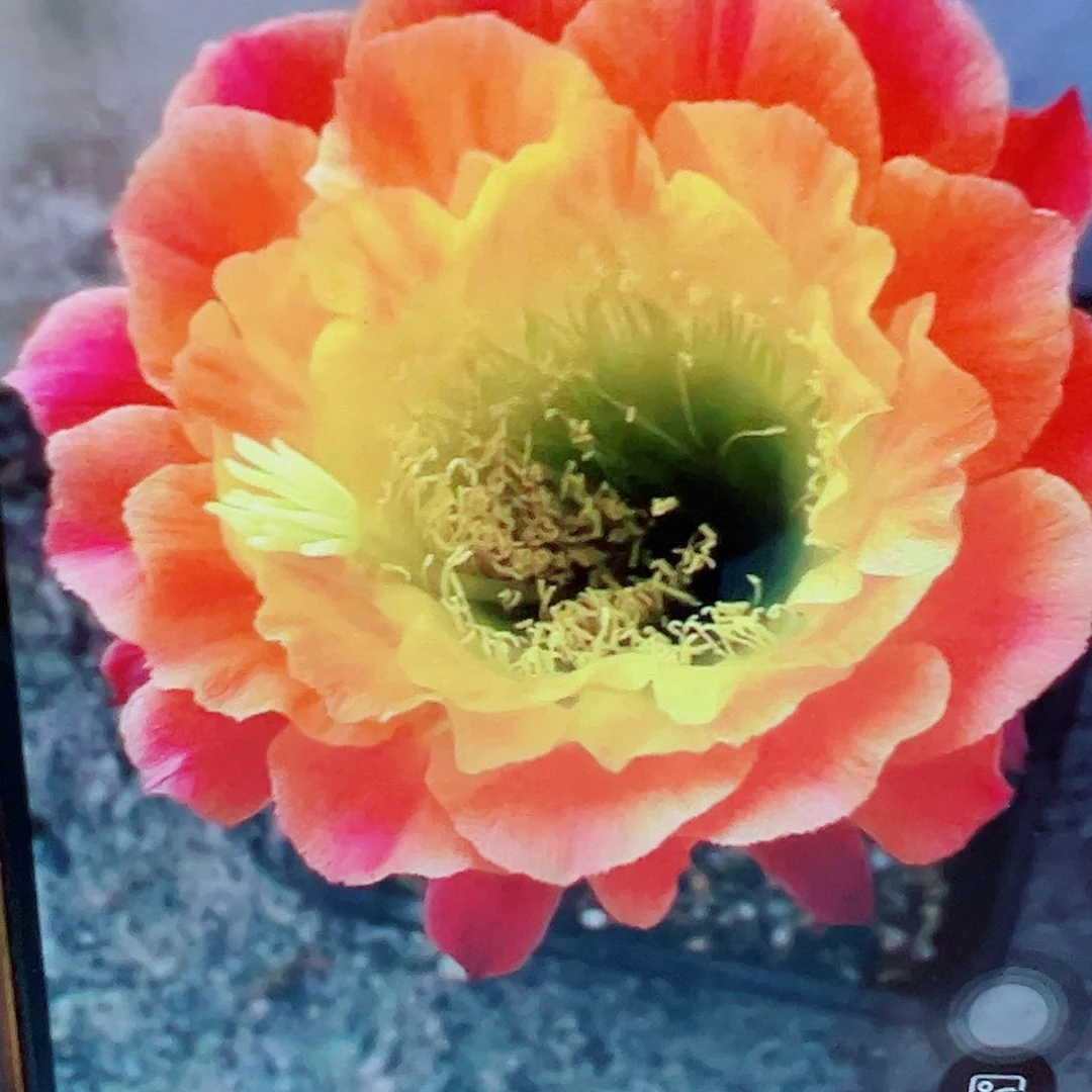 毛花柱 大满贯 侧芽 满20包邮