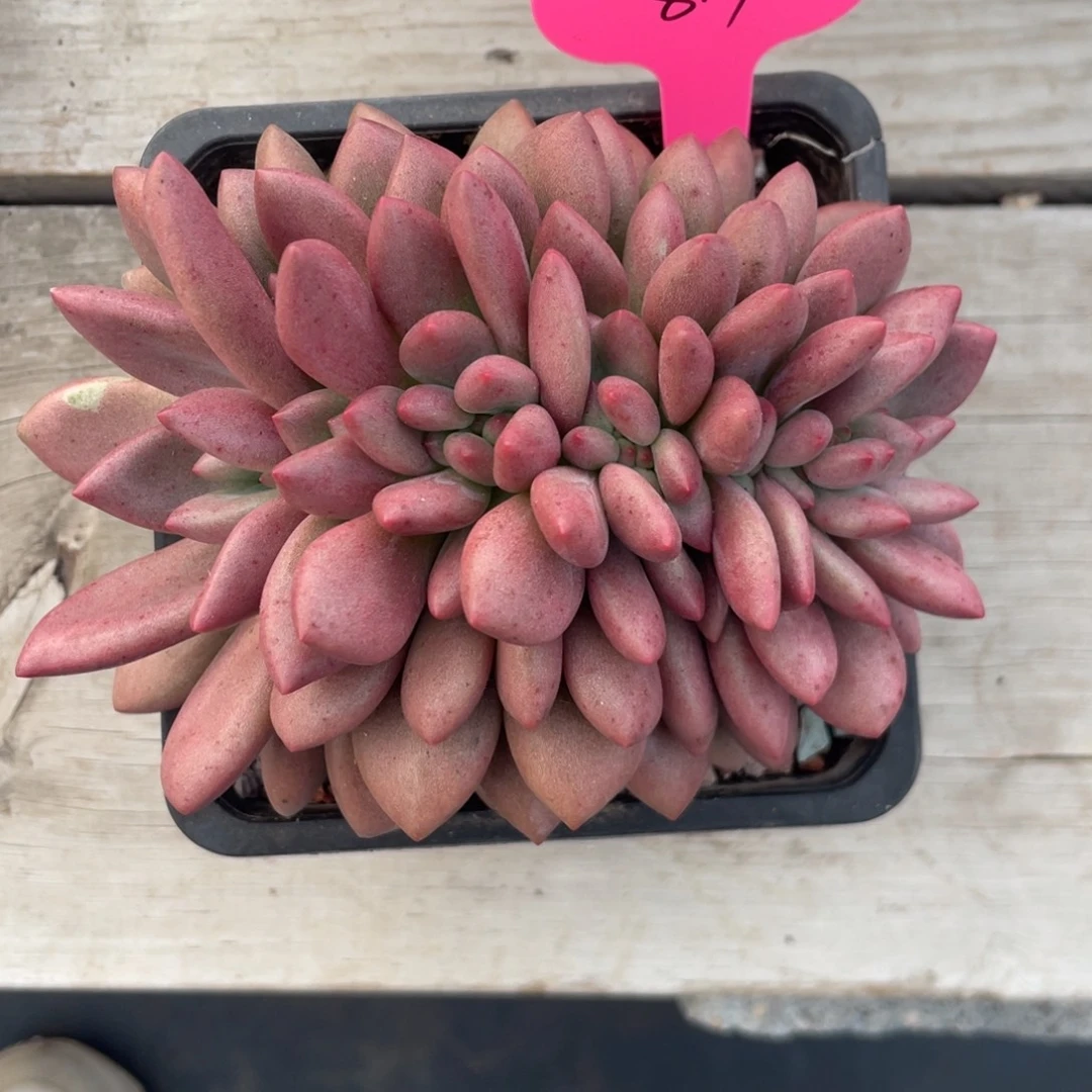 丸叶桃花源缀化小树