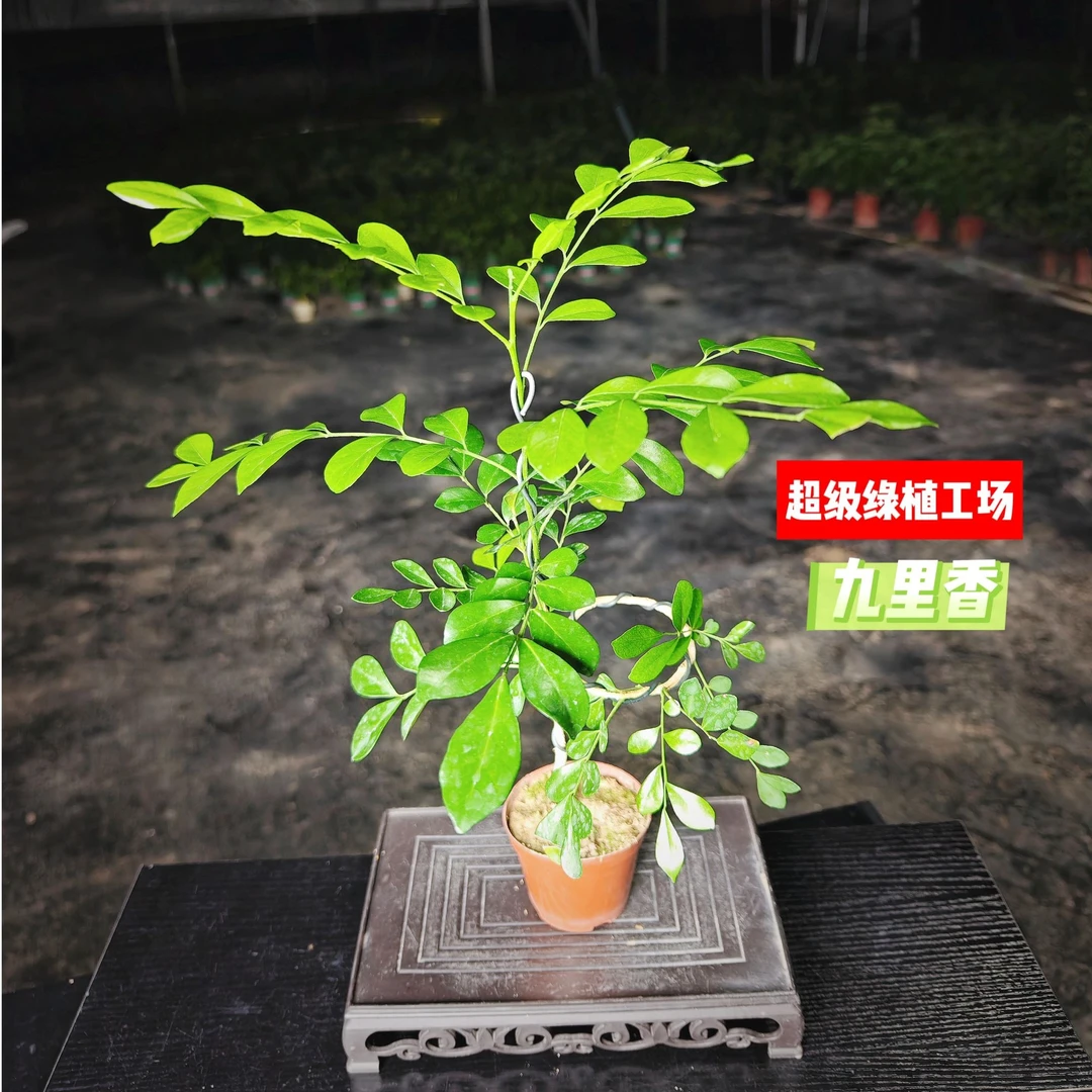 小美人艺术造型九里香盆栽盆景室内客厅办公室桌面观叶花卉绿植