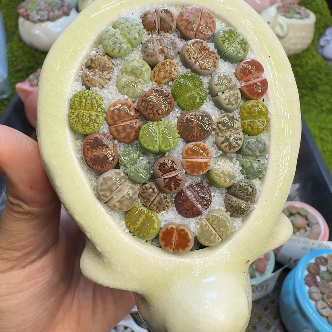 多肉植物福利冲1095