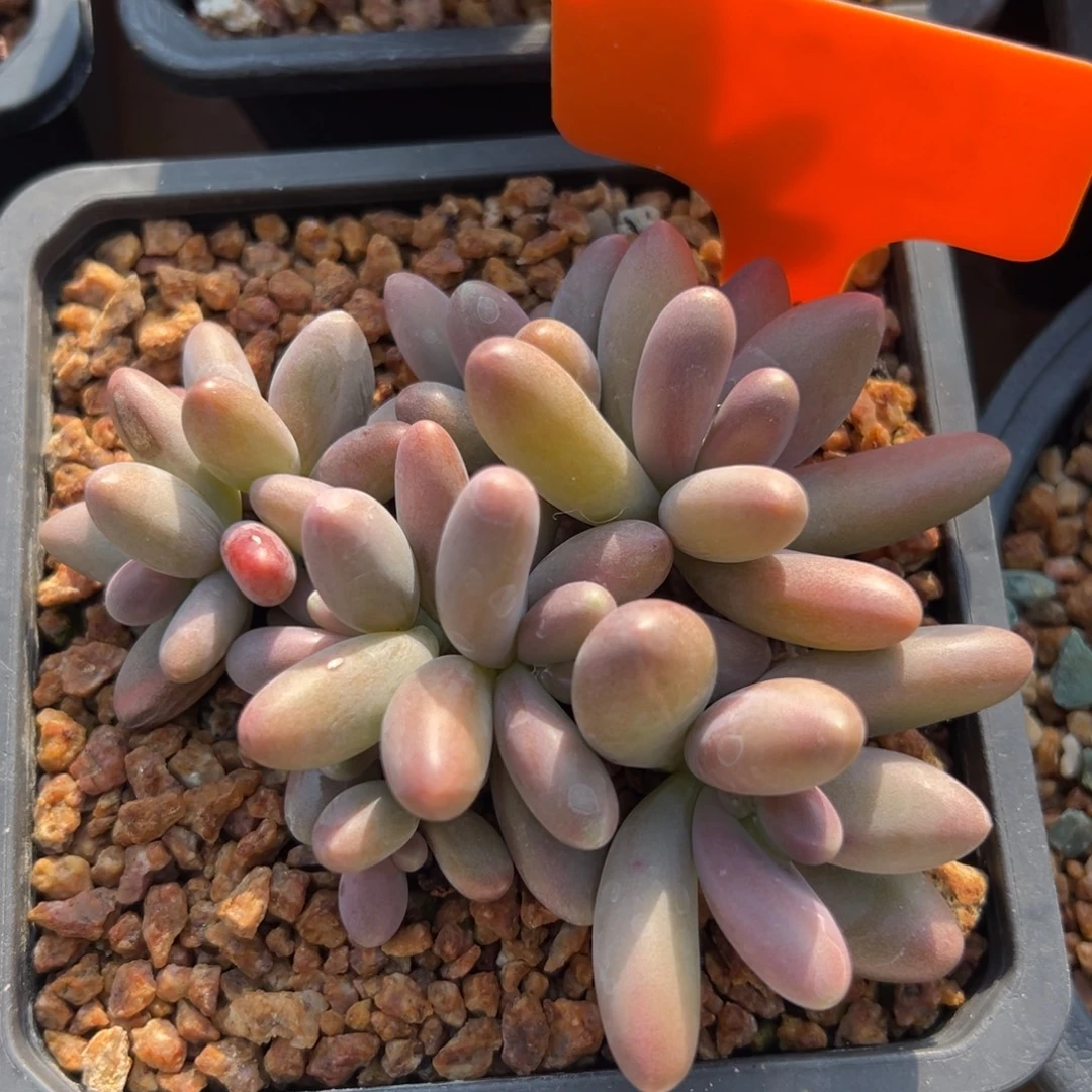 糖果美人111111111111111