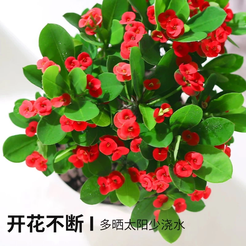 【虎刺梅】铁海棠四季开花耐寒耐热盆栽花卉绿植