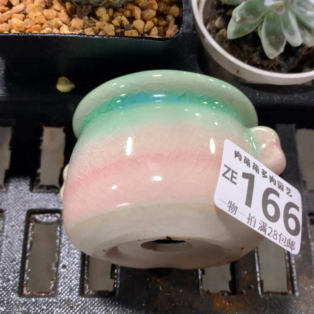 肉萌萌精控多肉 5cm盆量拍 粉蓝盆166