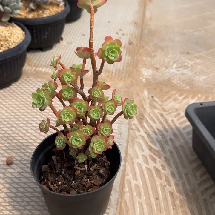 薄化妆多肉植物xin xi