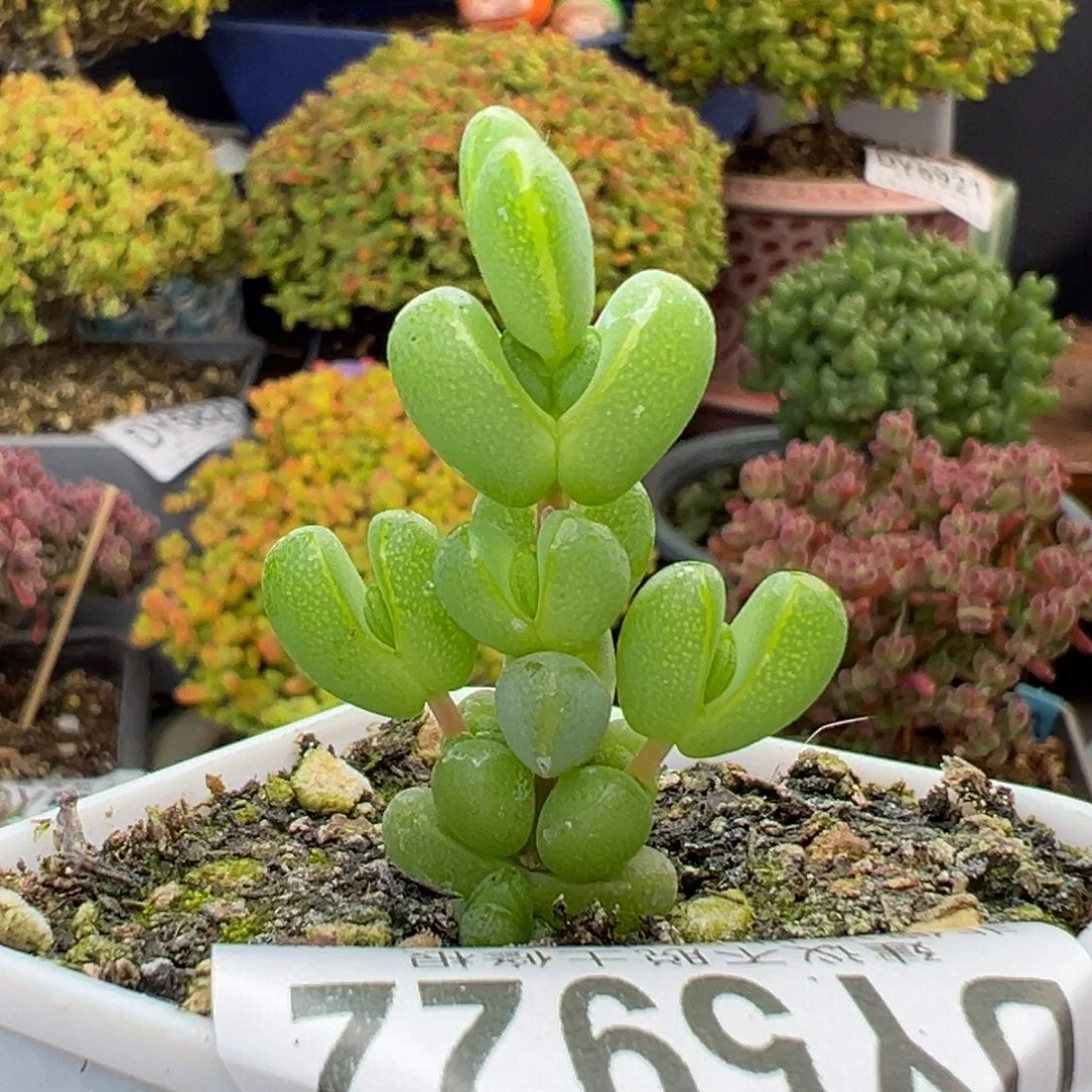 dy5922小可爱元宝冠幅3cm