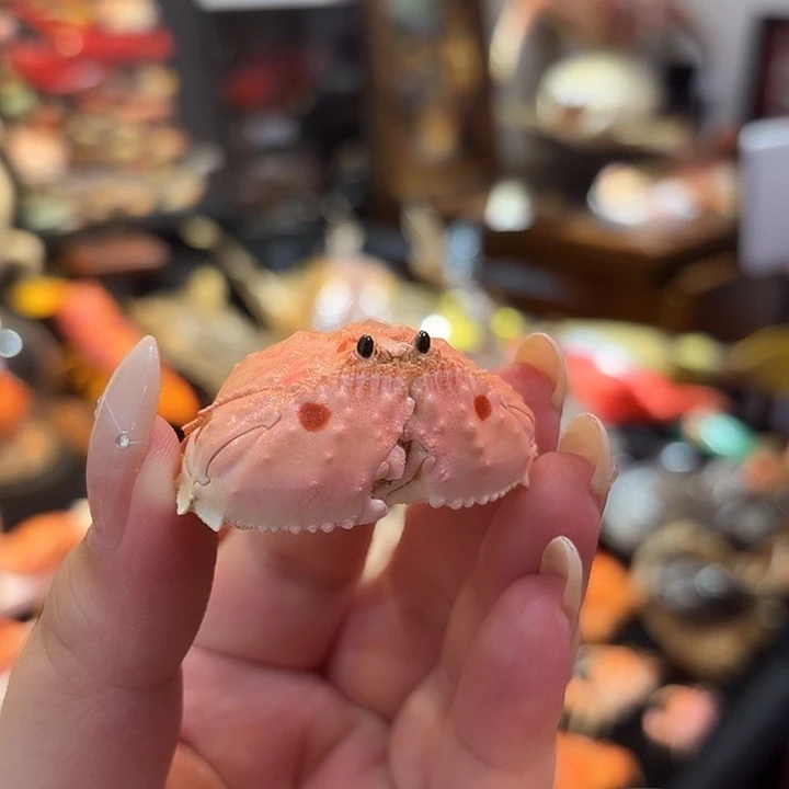 真实小逍遥馒头蟹标本