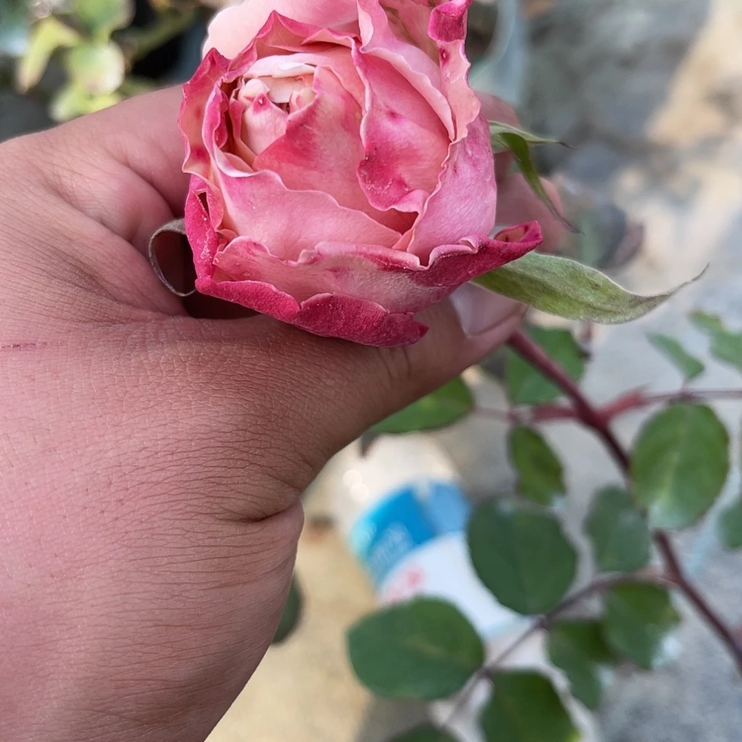 无花朵——-测试0.82 福利了