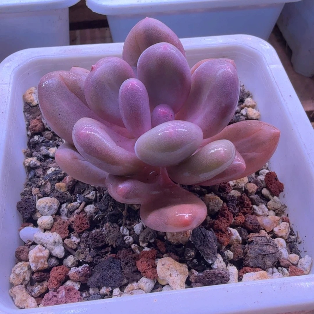 涵****无花朵涵 奶酪锦