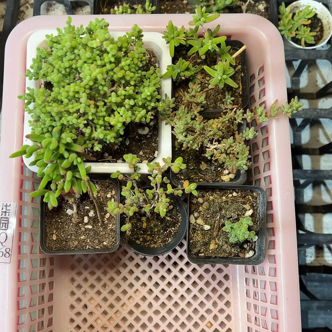 蜜橘168号福利套餐精品