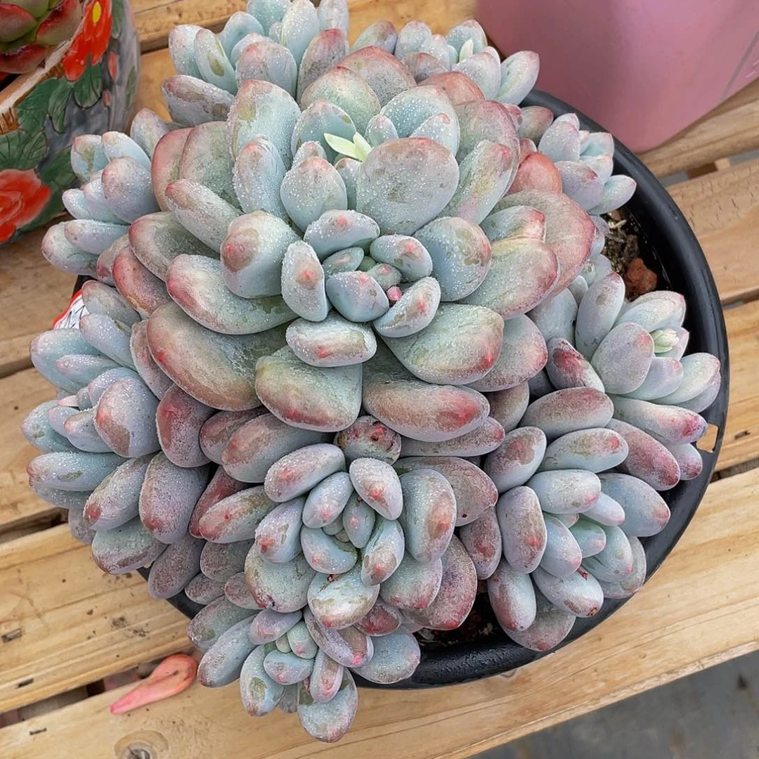 香水多肉植物群2236