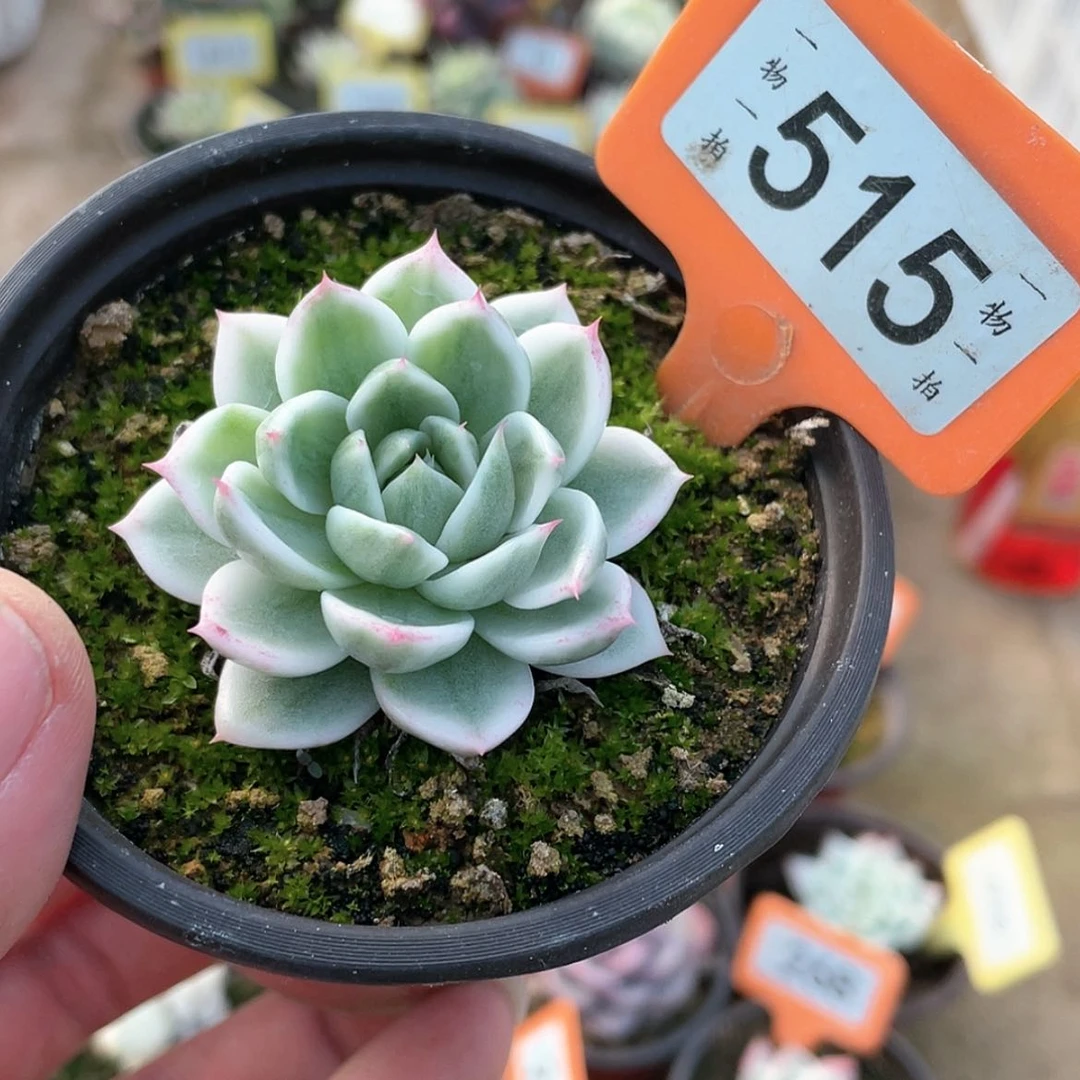 【闪购商品】515号