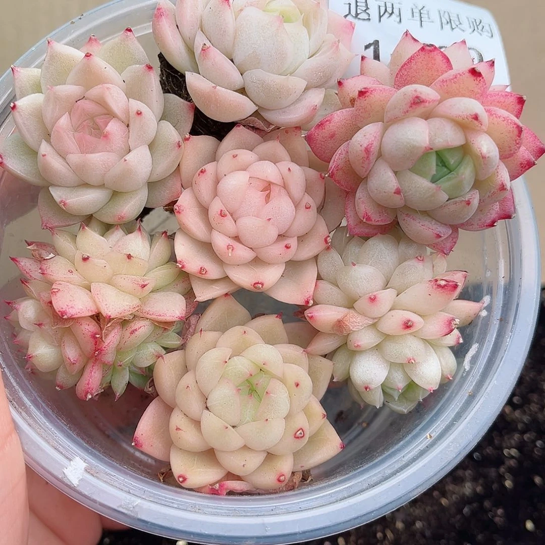 1-760 新疆西藏内蒙不发12.8包邮2-3公分多肉