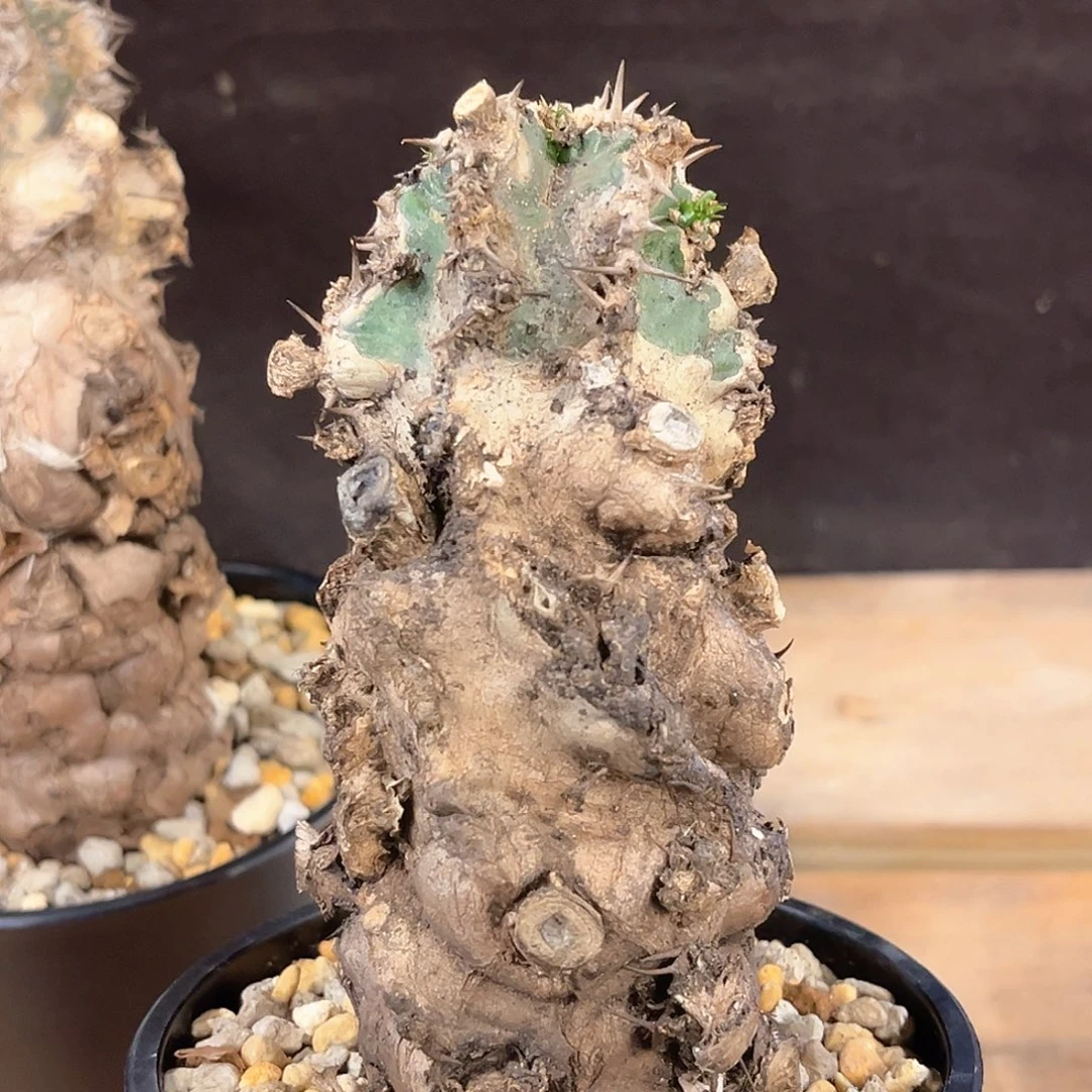 柚***₇潮流植物 潮流植物