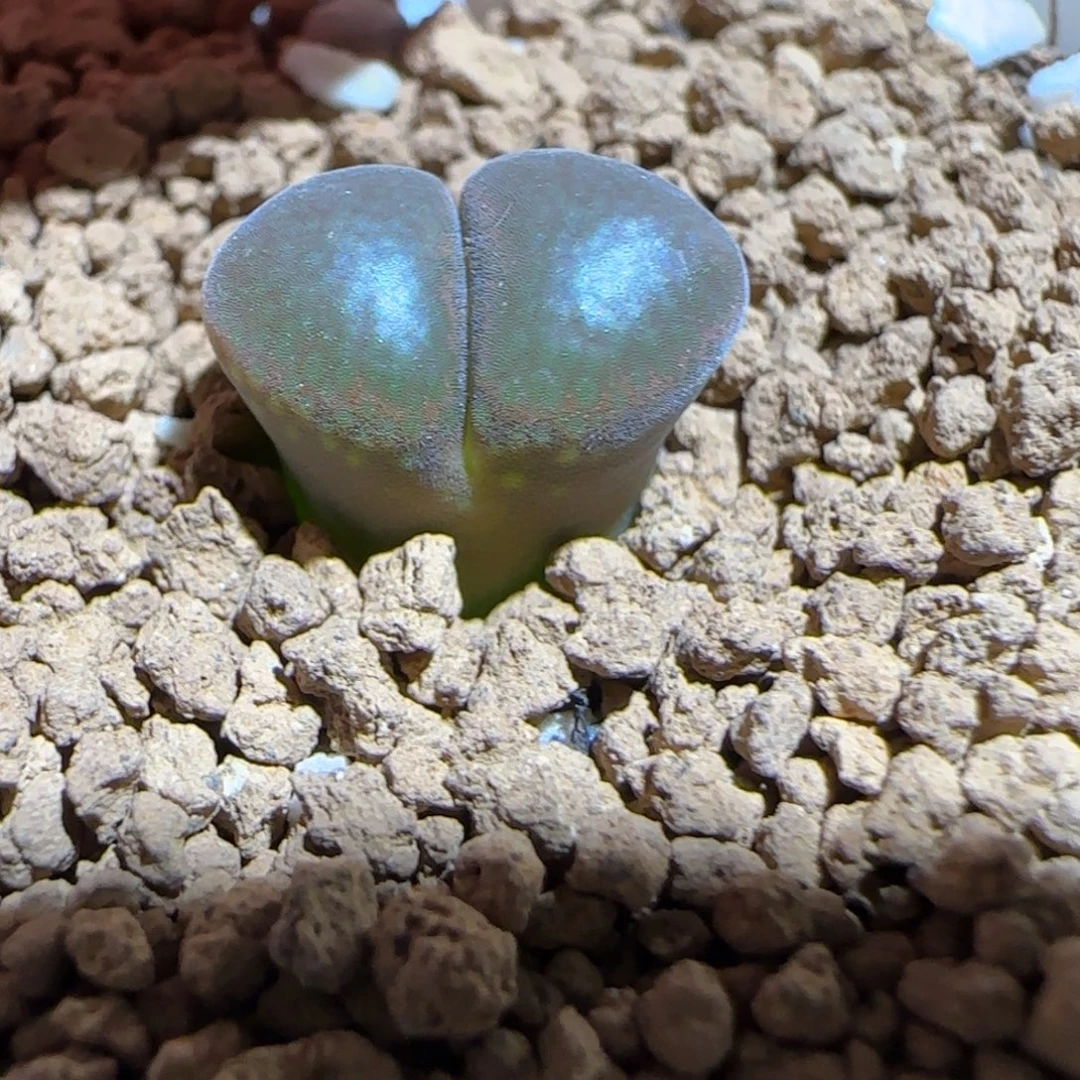 肉锥多肉植物组合-1804.7红风铃1464